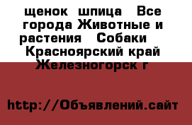 щенок  шпица - Все города Животные и растения » Собаки   . Красноярский край,Железногорск г.